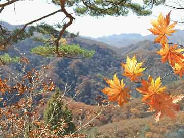 邱淑芬传奇人生的起点章节探索