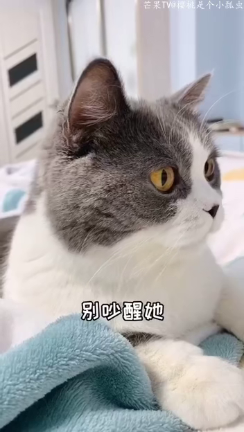 猫咪官网最早maomi在线